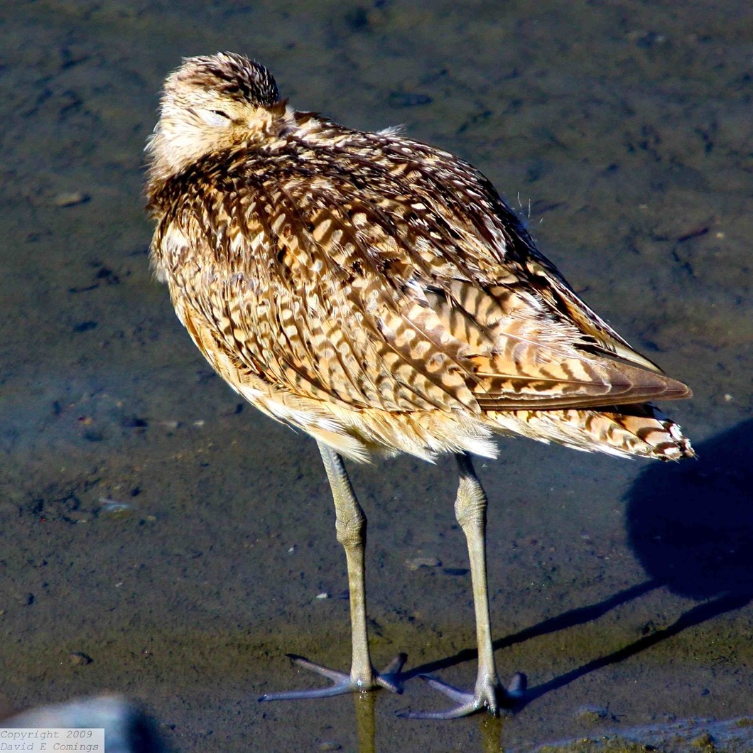 Long-billed Curlew 6543