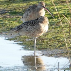 Long-billed Curlew-84.jpg