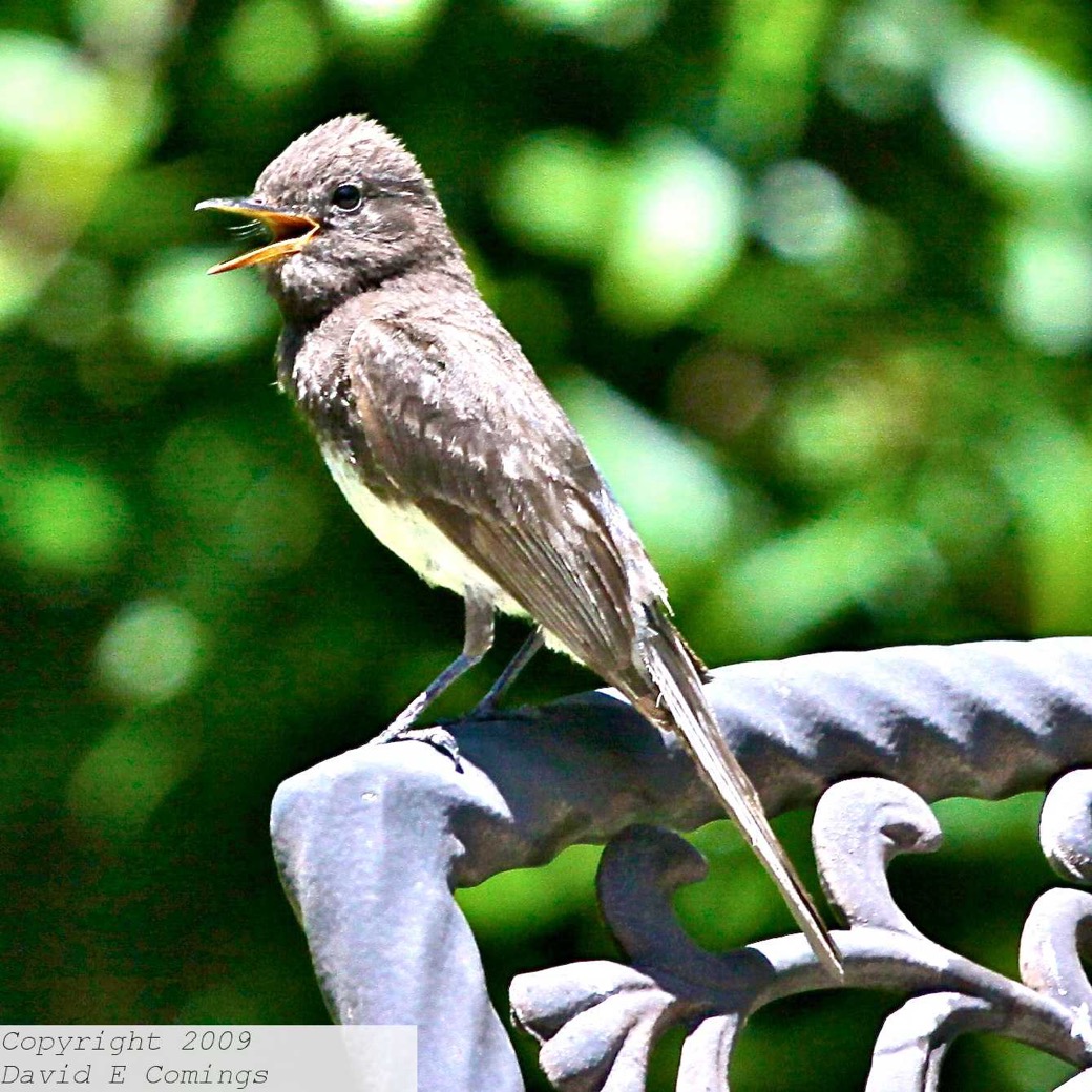 Black Phoebe 2878