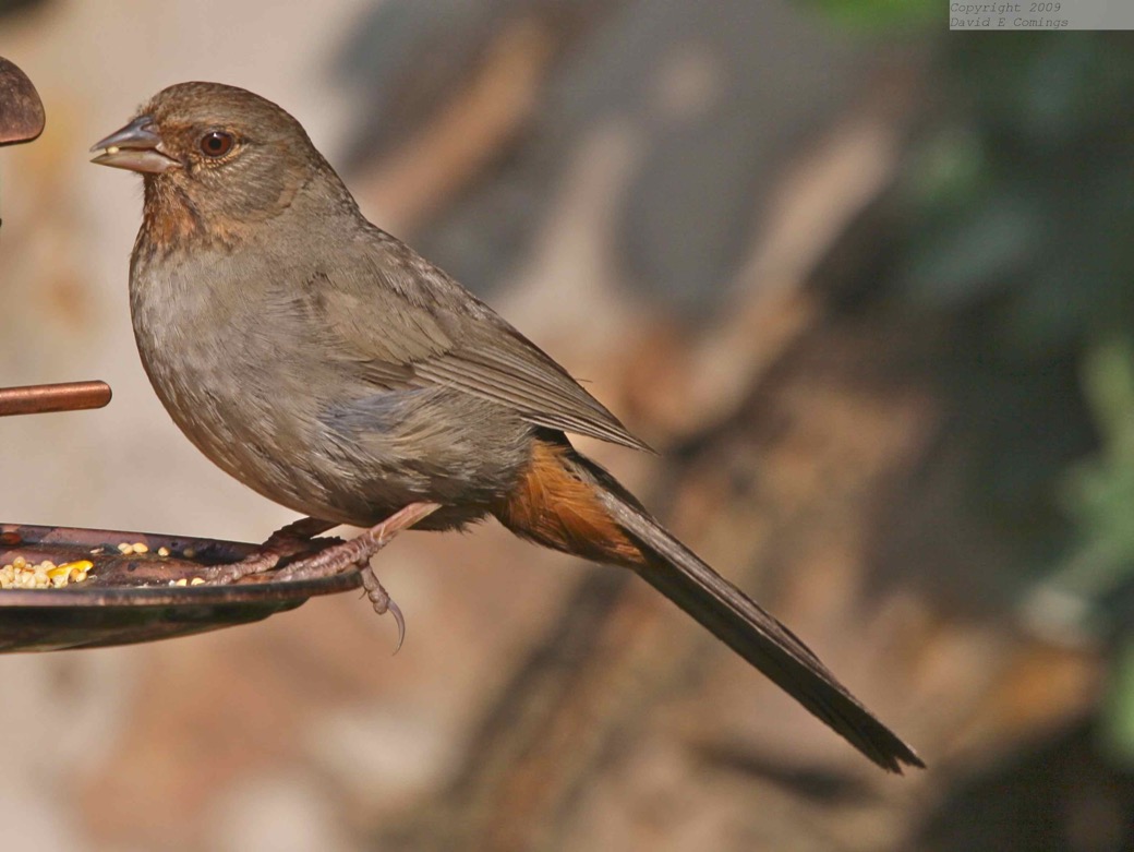 California Towhee 1437