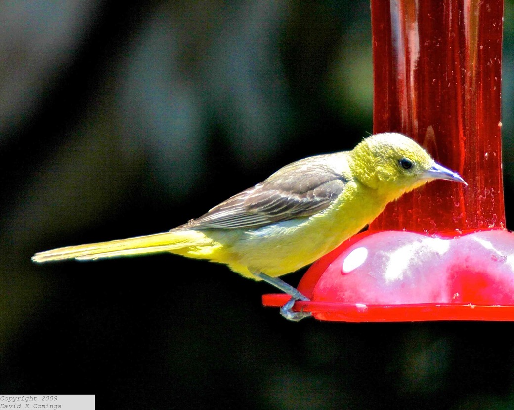 Hooded Oriole female 3013