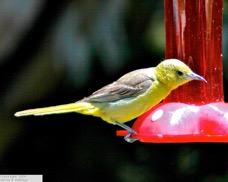 Hooded Oriole female 3013