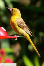 Hooded Oriole female 3581