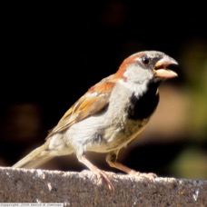 House Sparrow 7389.jpg