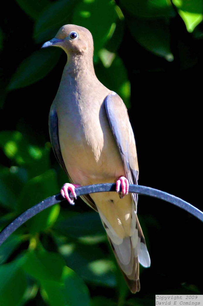 Morning Dove 1913