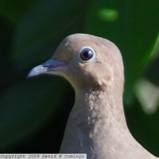 Morning Dove 1913B.jpg