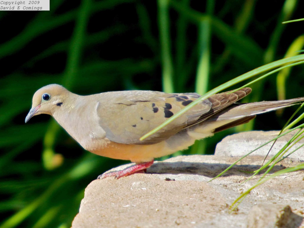 Morning Dove 7341