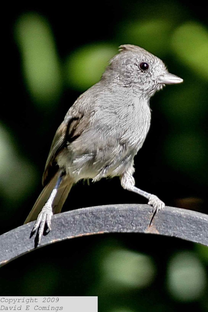 Oak Titmouse 7008