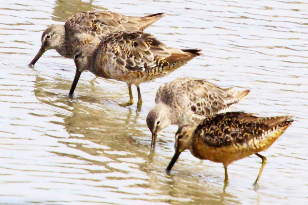 Short-billed Dowitcher 0432.jpg
