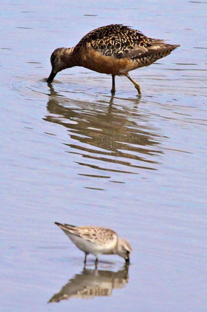 Short-billed Dowitcher 0442.jpg