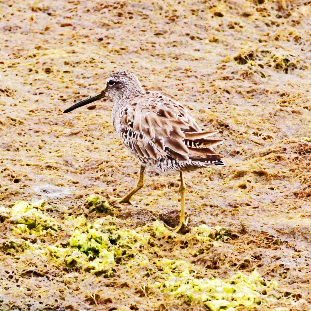 Short-billed Dowitcher 4185.jpg