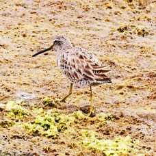 Short-billed Dowitcher 4185.jpg
