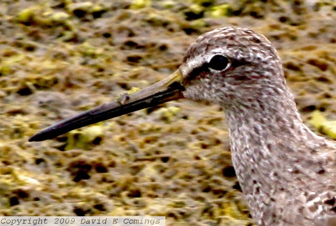 Short-billed Dowitcher 4189 - Version 3.jpg