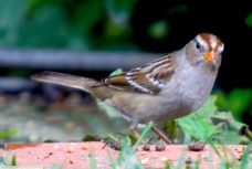 White Crowned Sparrow immature 2450.jpg