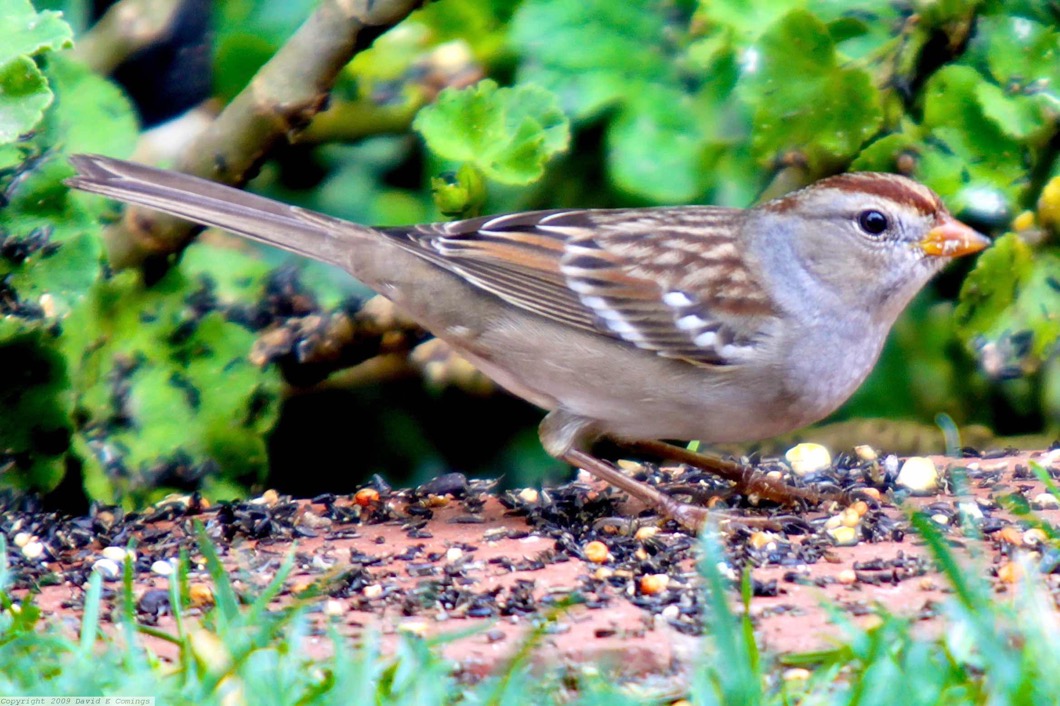 White Crowned Sparrow  immature 2417.jpg