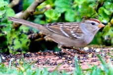 White Crowned Sparrow  immature 2417.jpg