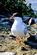 Common Tern 6605