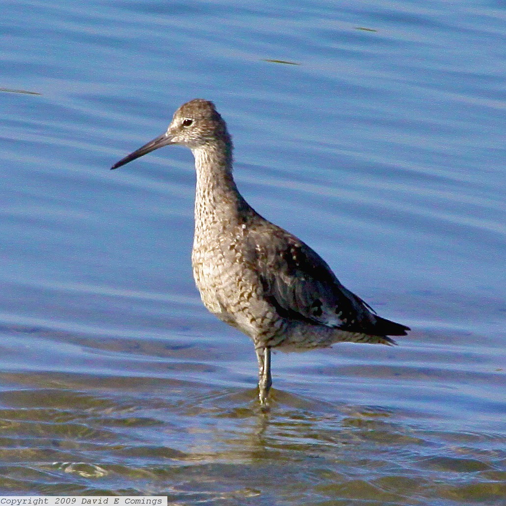 Willet 6594.jpg