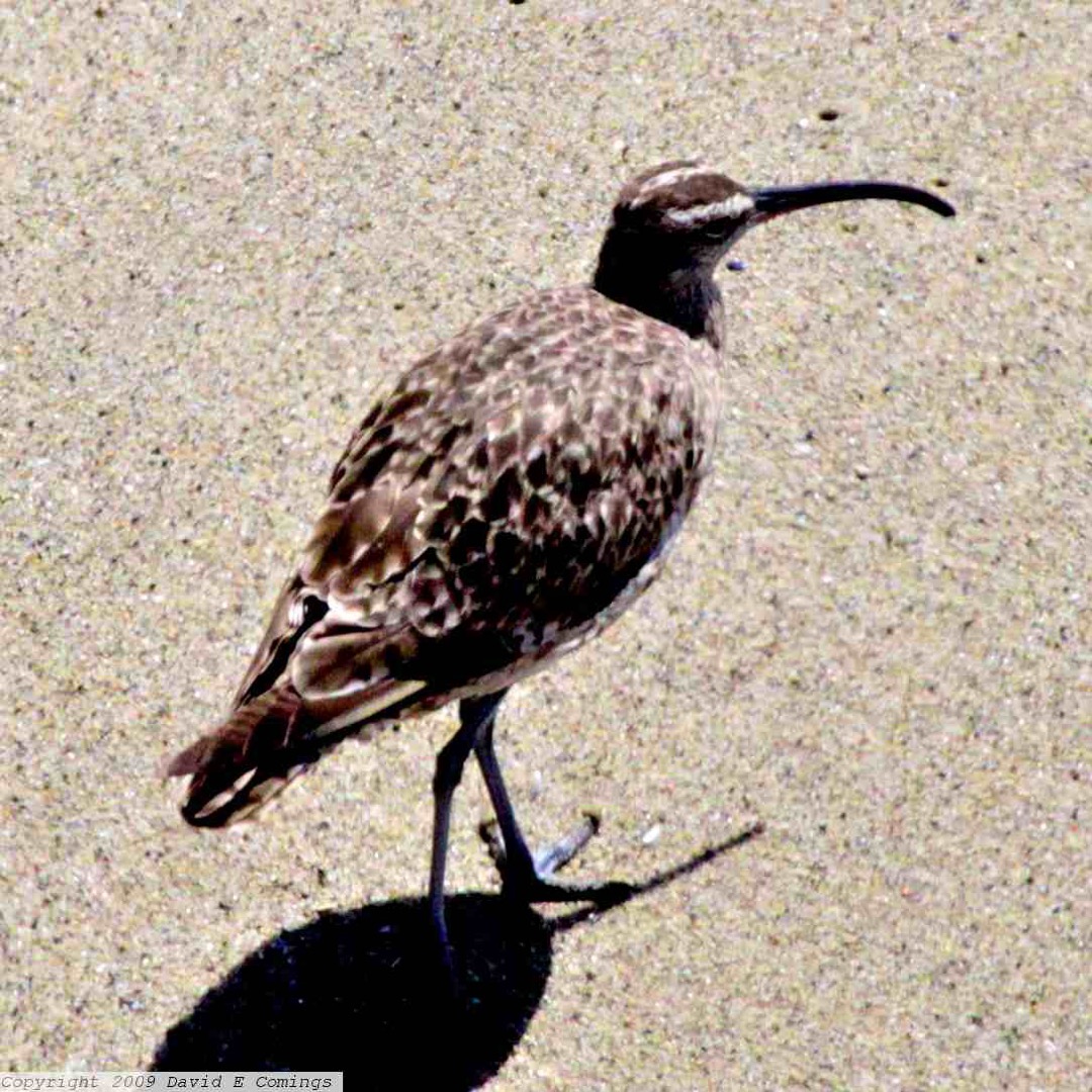 Whimbrel 0581