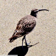Whimbrel 0581