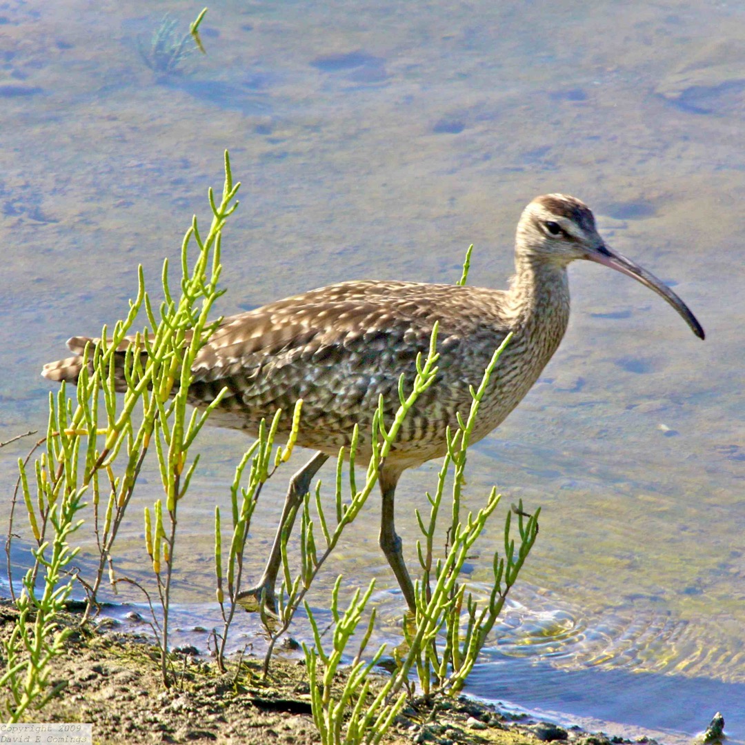 Whimbrel 6557
