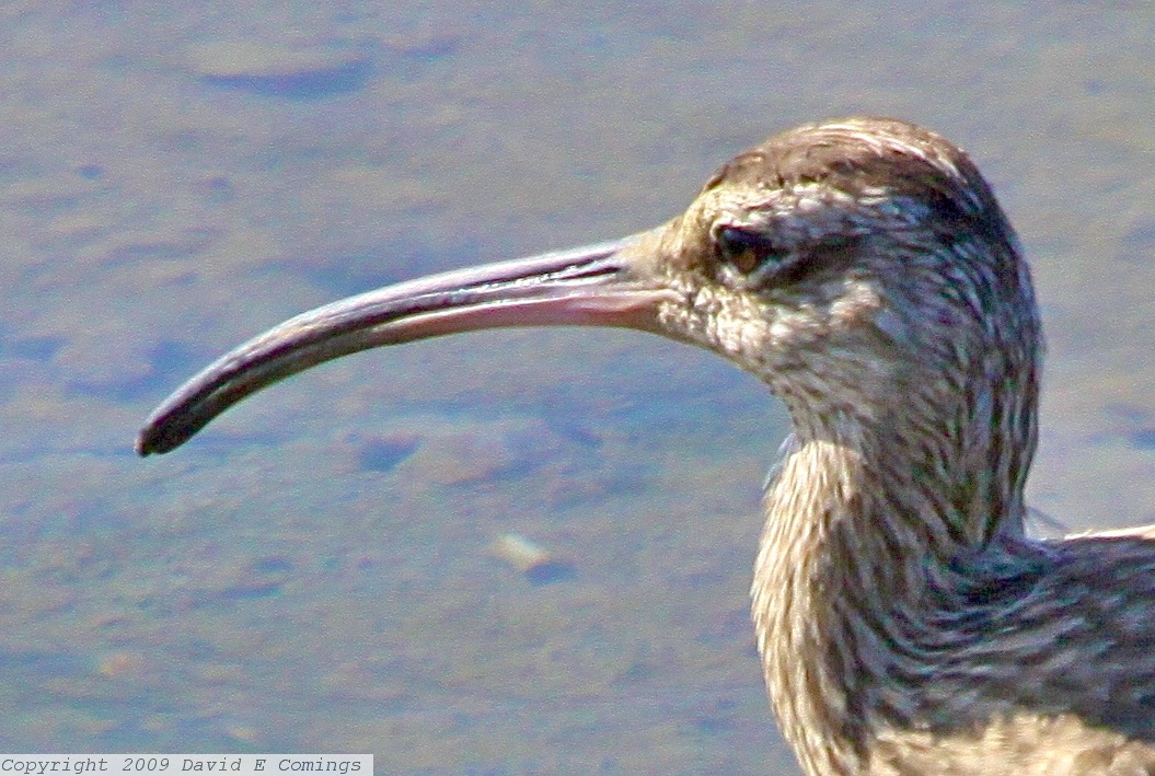 Whimbrel 6564.jpg