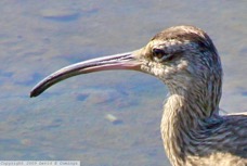 Whimbrel 6564.jpg