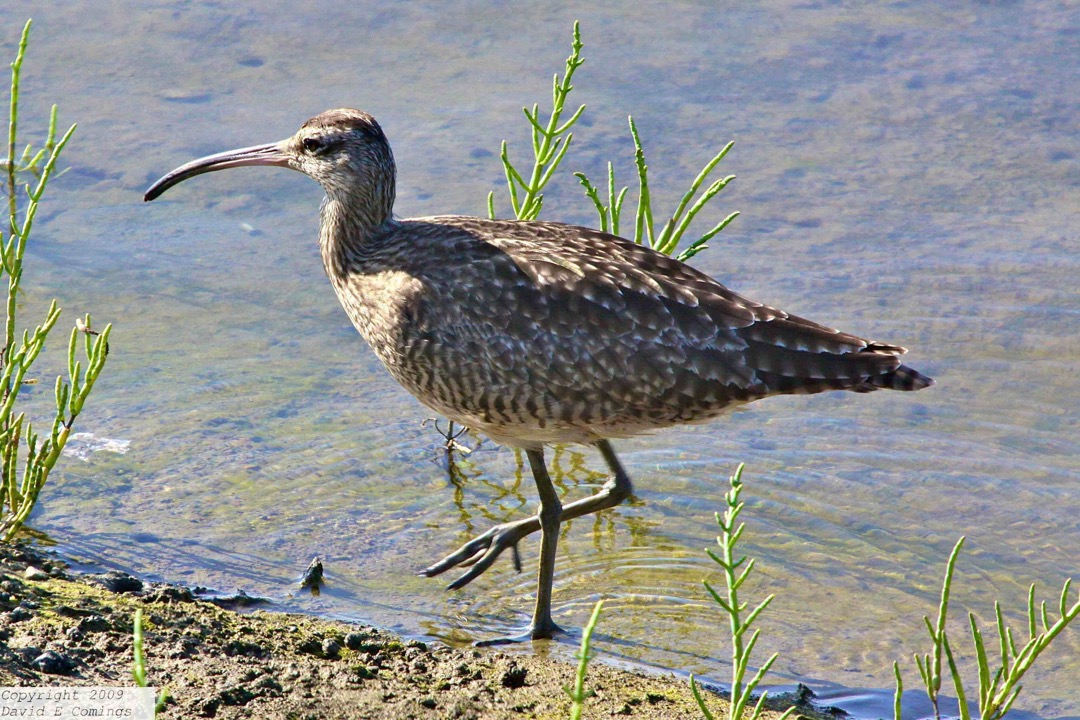 Whimbrel 6565