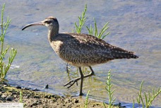 Whimbrel 6565