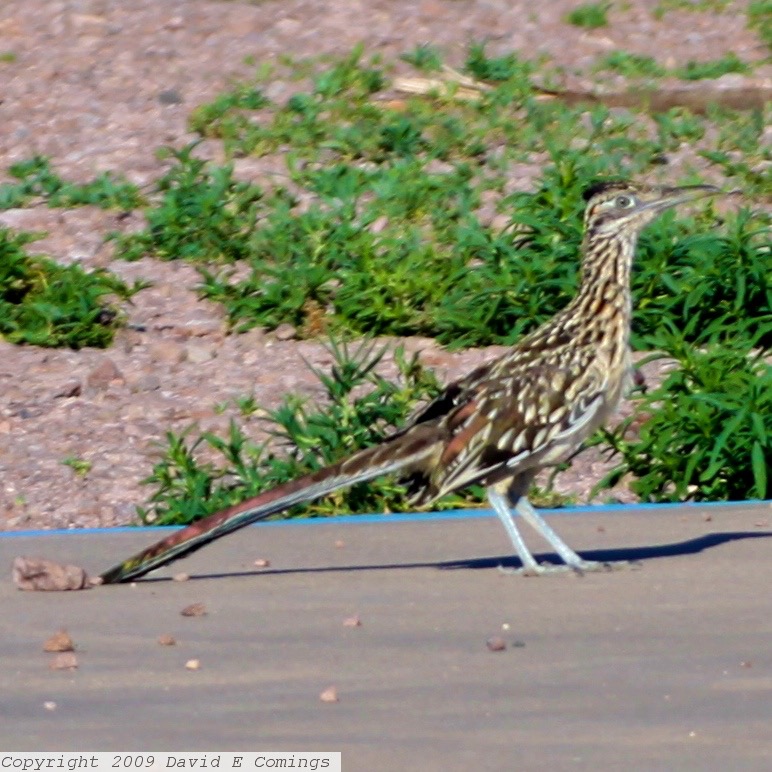 Roadrunner 7723.jpg