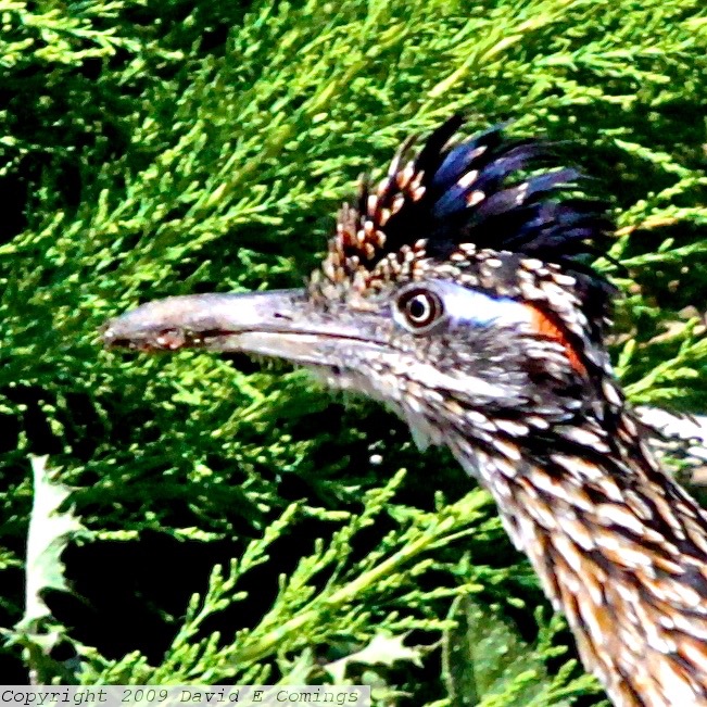 Roadrunner 0497.jpg
