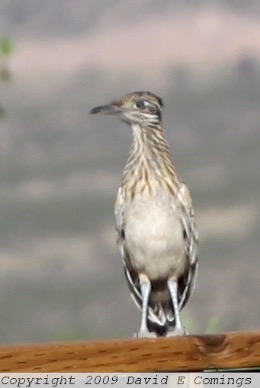 Roadrunner 7717.jpg