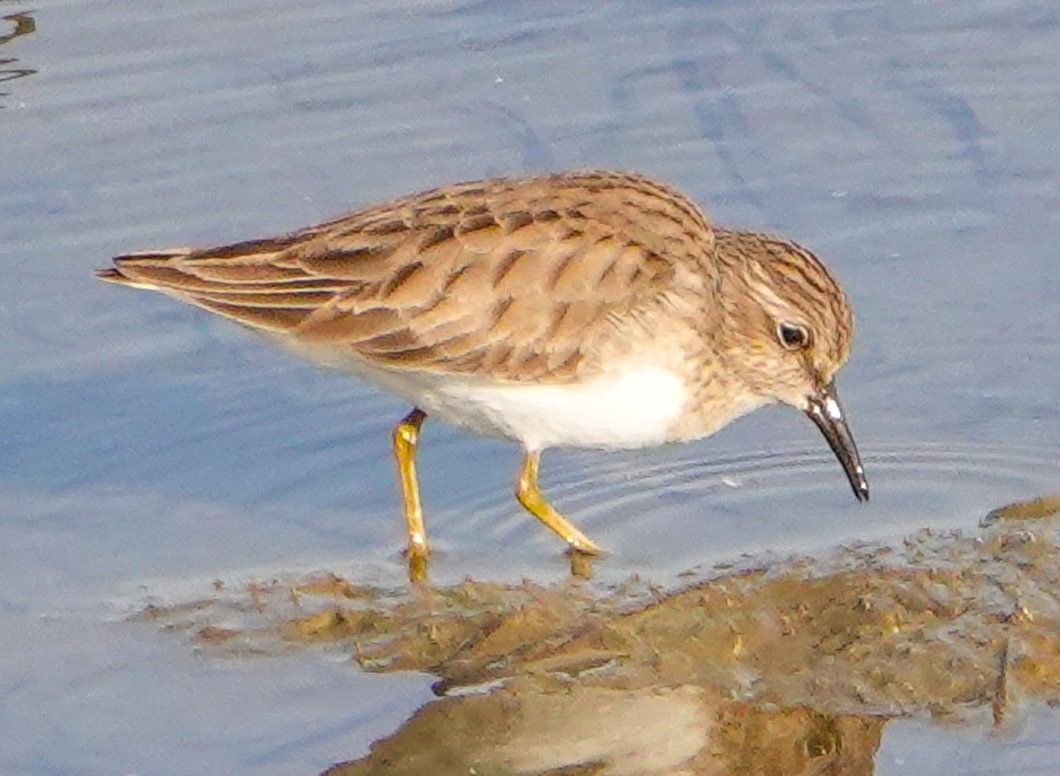 Least Sandpiper-148.jpg