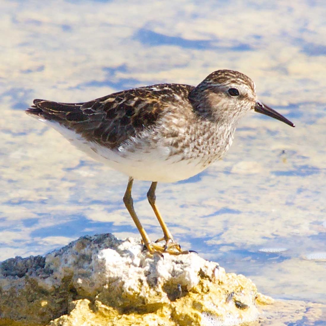 Least Sandpaper 5693.jpg