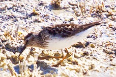 Least Sandpiper 5677.jpg