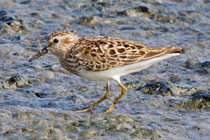 Least Sandpiper 6180.jpg