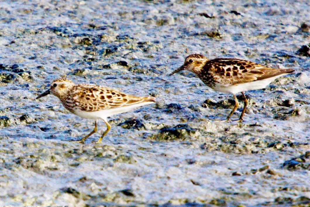 Least Sandpiper 6181.jpg