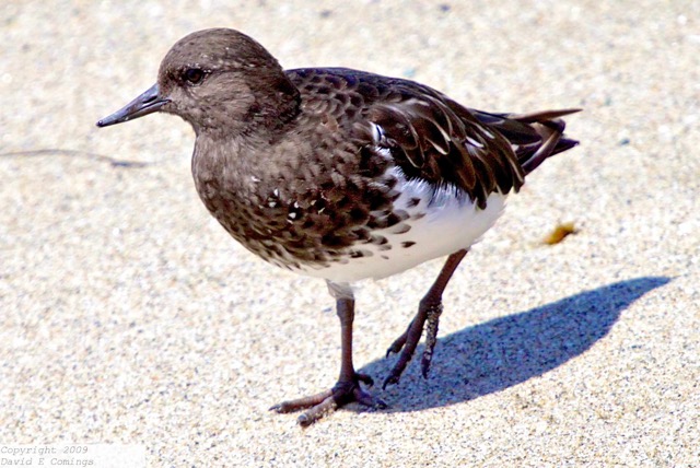 Black Turnstone 0605
