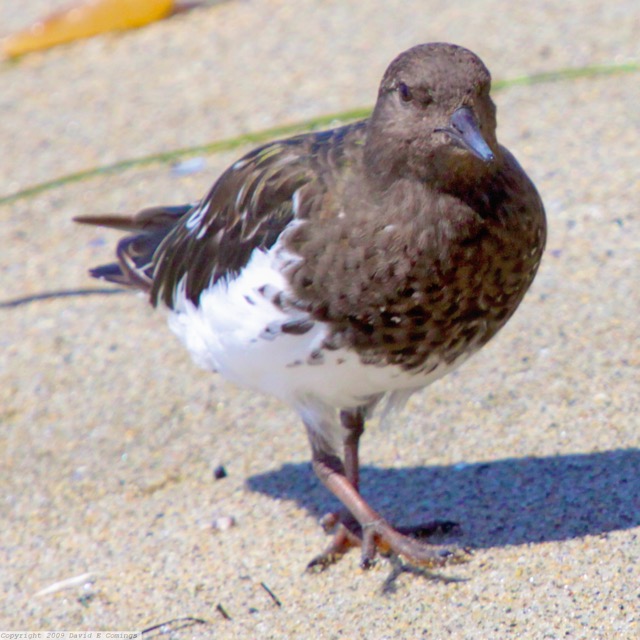 Black Turnstone 0614.jpg