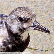 Ruddy Turnstone 0598B.jpg