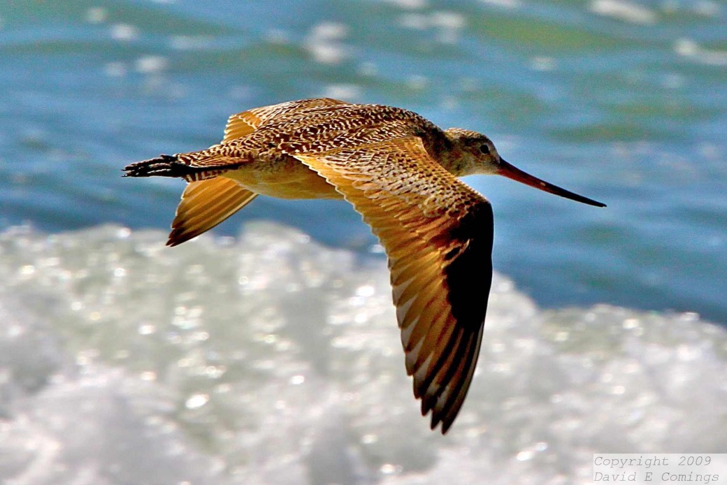 Marbled Godwit 9406