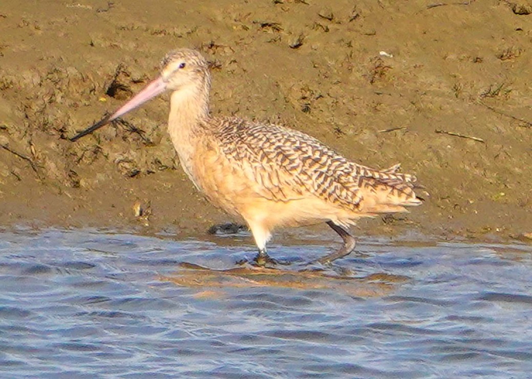 Marbled Godwit-171.jpg