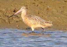 Marbled Godwit-171.jpg