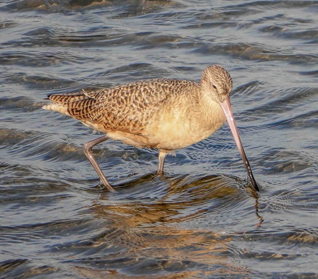 Marbled Godwit-231.jpg