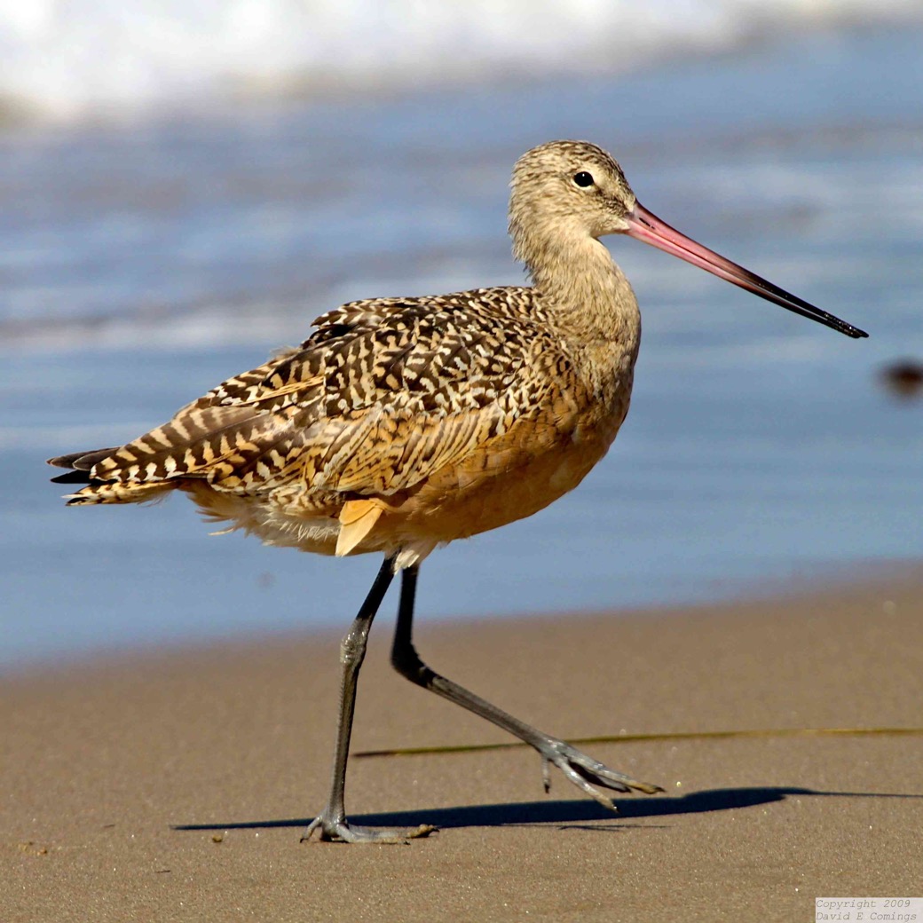 Marbled Godwit 1755