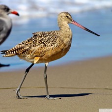 Marbled Godwit 1756