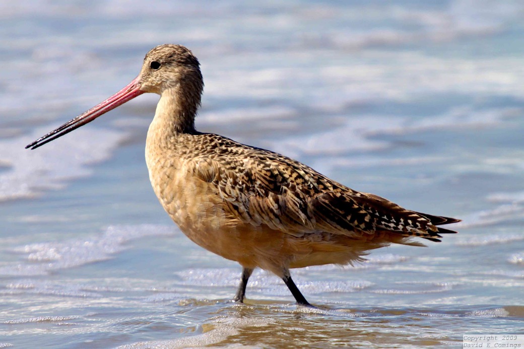 Marbled Godwit 1765