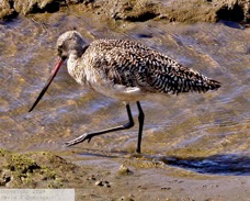 Marbled Godwit 1778