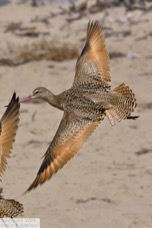 Marbled Godwit 9385