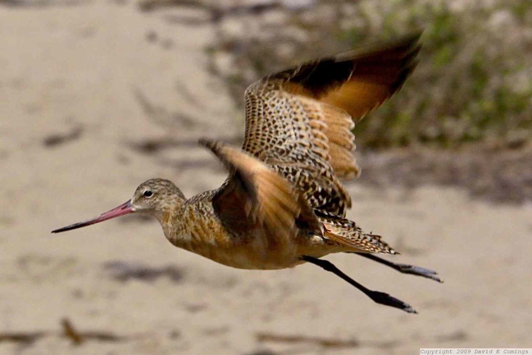 Marbled Godwit 9386